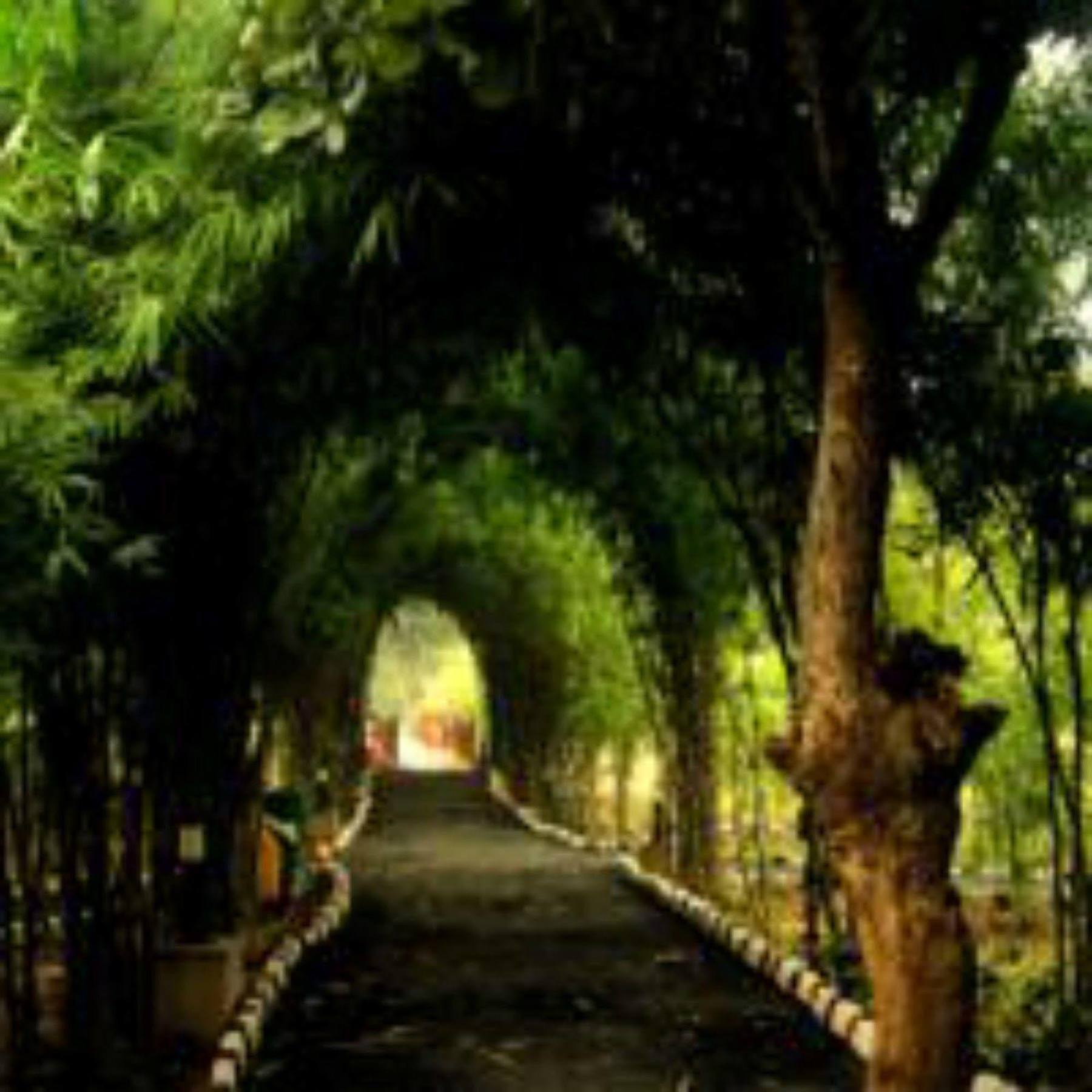 Lemon Tree Wildlife Resort, Bandhavgarh Tala  Ngoại thất bức ảnh